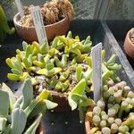 Cheiridopsis purpurea 整株植物