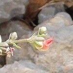 Scrophularia lucida Flower