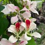 Bauhinia monandra Blüte