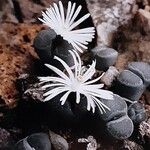 Lithops salicola Virág
