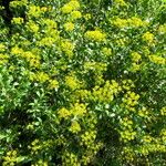 Bupleurum fruticosum Vekstform