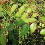 Hymenocardia ulmoides Hoja