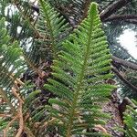 Araucaria columnaris Hoja