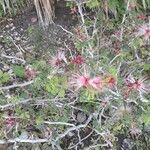Calliandra eriophylla 花
