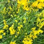 Genista tinctoria 形态