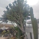 Euphorbia murielii Folha