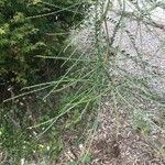 Parkinsonia aculeata Blatt