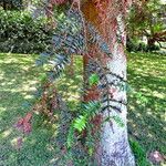 Araucaria bidwillii 樹皮
