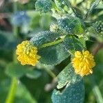 Medicago lupulina Flower