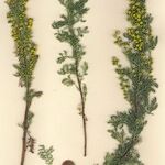 Artemisia chamaemelifolia Buveinė