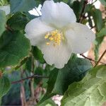 Philadelphus coronariusΆλλα