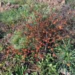 Solanum villosum Habit