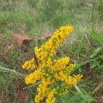 Solidago chilensis Flower