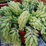 Sedum morganianum Levél