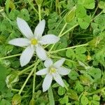 Ornithogalum gussonei Цвят