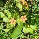 Lysimachia arvensisFlower