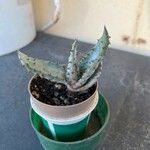 Aloe marlothii 葉