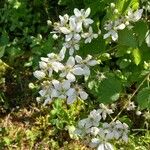 Rubus argutus Blüte