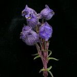 Delphinium nepalense Hábito