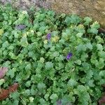 Campanula poscharskyana Облик