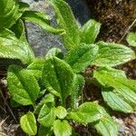 Doronicum glaciale Leaf