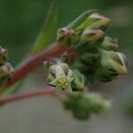 Sinocrassula indica Meyve