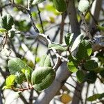 Rhamnus crocea Агульны выгляд