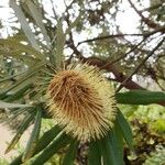 Banksia integrifolia Blüte