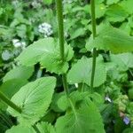 Doronicum pardalianches Blad