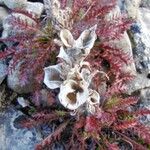 Pedicularis oederi Bloem