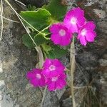 Primula spectabilis Цветок