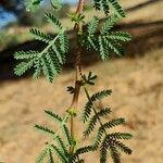 Vachellia tortilis Leaf