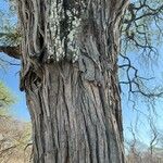 Vachellia erioloba Corteza