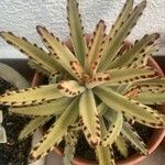 Kalanchoe tomentosa 葉