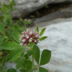 Dorycnium rectum Flower