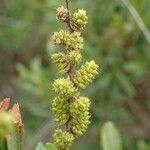 Myrica gale Frugt