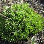Sedum hirsutum Libunga