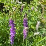 Vicia incana Floare