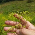 Peucedanum alsaticum Blodyn