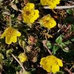 Potentilla brauneana Blomst