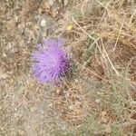 Cynara humilisKvet