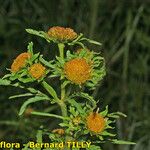 Bidens radiata अन्य