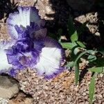 Iris marsica Fleur