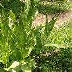 Veratrum californicum পাতা