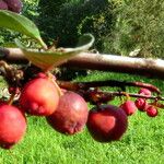 Cotoneaster integerrimus Frugt