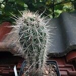 Pachycereus pringlei Leaf