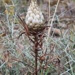 Rhaponticum coniferum फूल