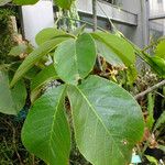 Pseudobombax ellipticum Leaf