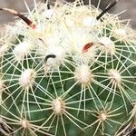 Coryphantha kracikii Hábito