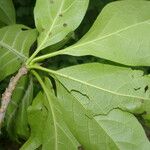 Cordia gerascanthus Leaf